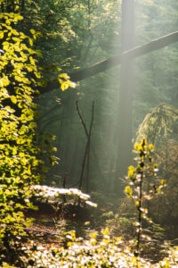 Forest, trees Forest, trees